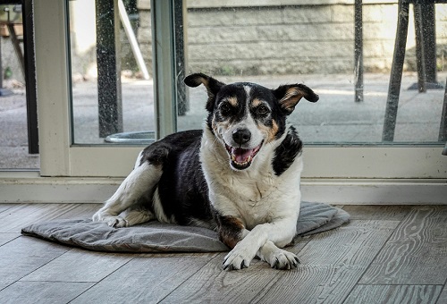 Methods to Protect Glass Doors